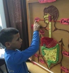A learning tool about digestive organs for 4th grade