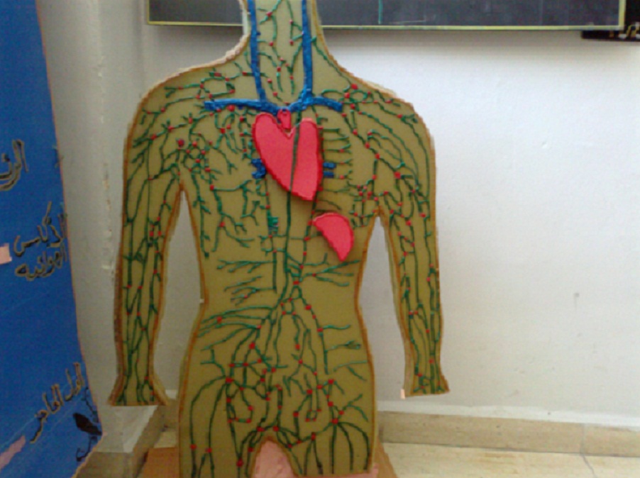Human systemic circulation